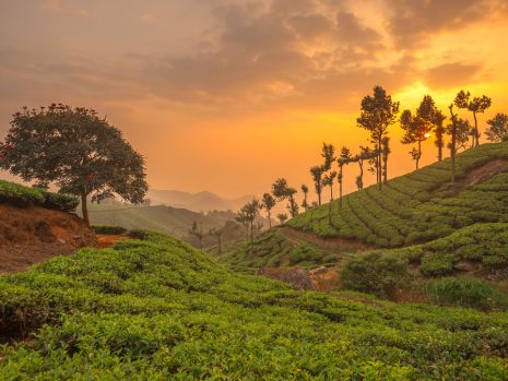 Munnar, India